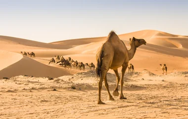 Émirats Arabes Unis