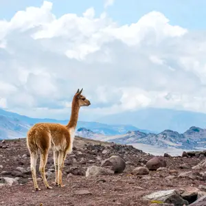 Cuando viajar a Ecuador con volcanes, naturaleza y paisajes andinos