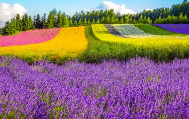 Japon