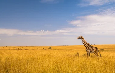 kenya
