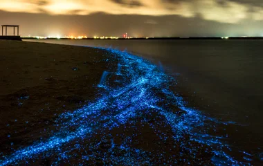 Bioluminescent Shores Maldives