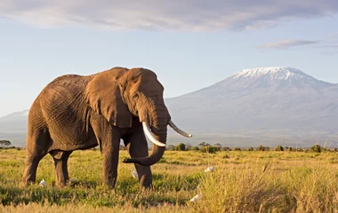 éléphant safari en afrique