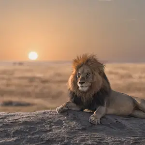 tanzanie lion