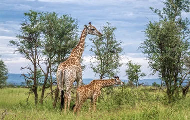 afrique du sud kruger parc