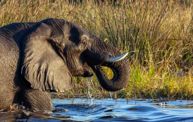 Le parc national de Chobe Botswana