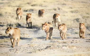 Le parc national d'Etosha en Namibie
