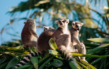 Madagascar