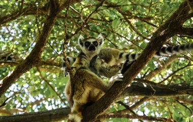 Madagascar