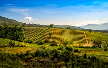 vignobles au chili