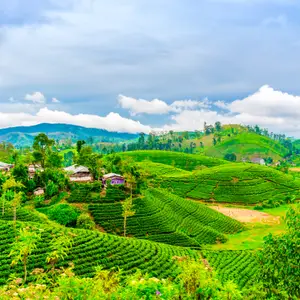 La gastronomie au Sri Lanka