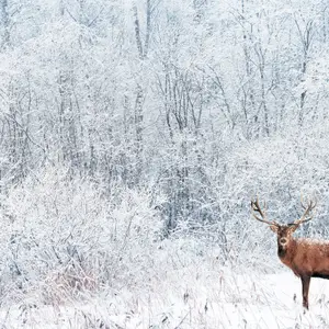 Vacances d'hiver au Canada