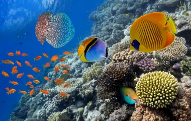 Que faire pendant votre séjour dans l’atoll de Malé Nord