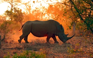 rhinocéros safari en afrique du sud