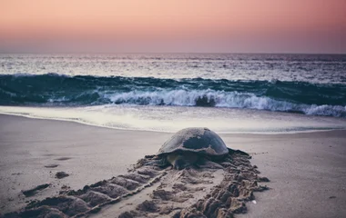 Admirer la ponte des tortues à Ras Al Jinz
