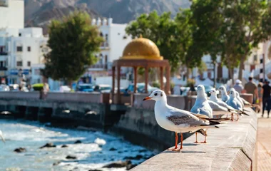 Observer les oiseaux en bord de mer, à Barka