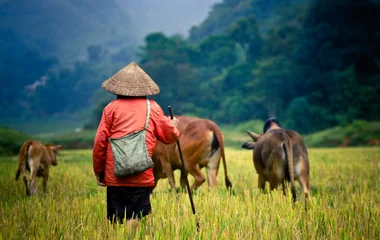 Campagne au Cambodge