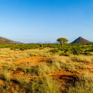 Quand partir en Afrique ?