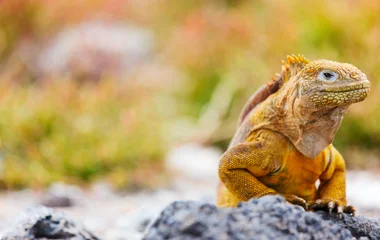 îles Galapagos équateur