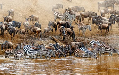 animaux au Kenya