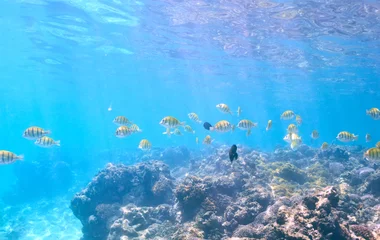 La bonne saison pour la plongée aux Seychelles : avril