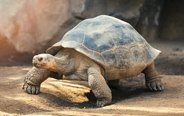 équateur îles Galapagos
