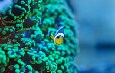 Plongée dans les eaux claires des Seychelles en mai