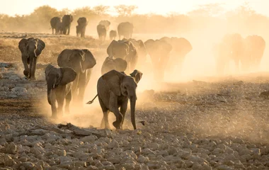 Safari en Namibie
