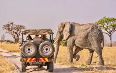 éléphant et voiture de safari