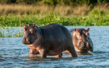 Deux hippopotames