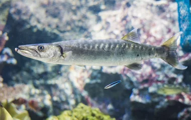 Plongée Réserve Cousteau en Guadeloupe