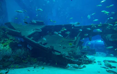 Les plongées aux Bahamas