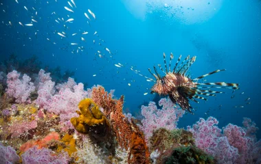 scuba diving near Nai Harn beach, thailand