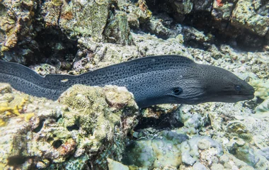 underwater, eel, coral, scuba diving, diving, mauritius, indian ocean, club med