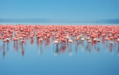 Flamants roses