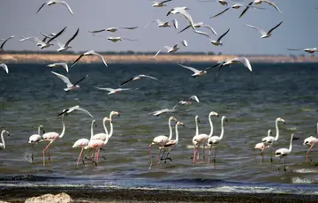 flamants djerba