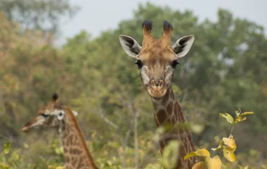 excursions au sénégal