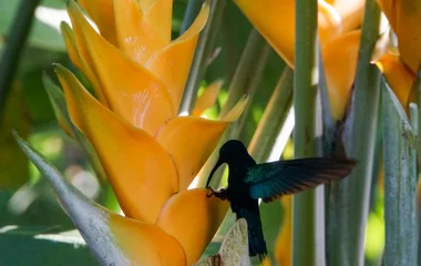oiseaux en Guadeloupe