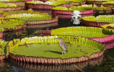 garden, pond, mauritius island