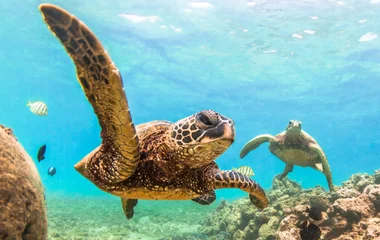 Le Rocher du Diamant, une île inhabitée et préservée