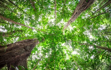 Le parc Mangofil : immergez-vous dans la forêt tropicale