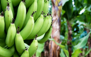 Bananes