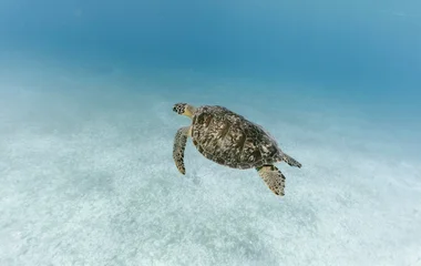 Tartaruga no mar.