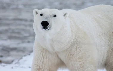 Urso polar.