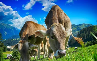 vacas pastando em meio a natureza alpina na suíça