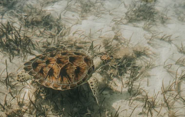 tartaruga dentro da água