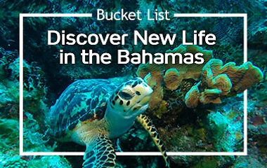 Learn more about Columbus Isle in the Bahamas