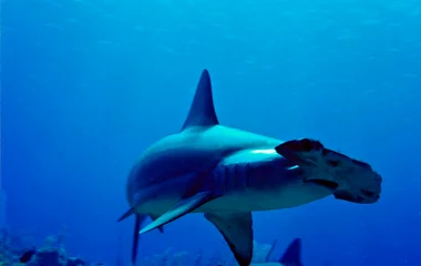 underwater animals