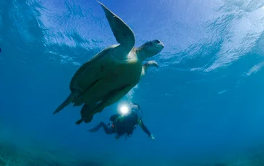 sea turtles