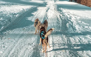 Dog sledding