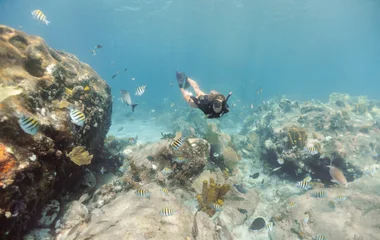 diving corail recif bahamas